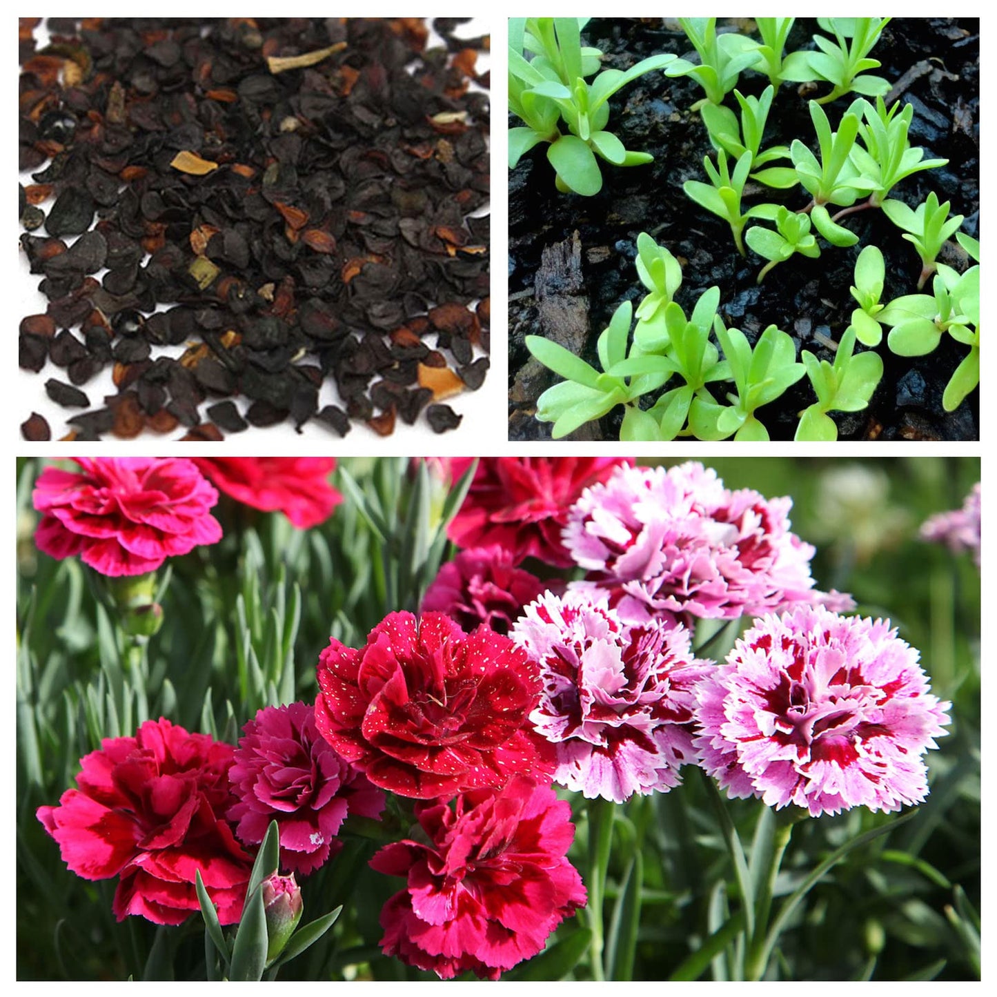 🌸Semillas de Clavel Chabaud (Mix de Colores)