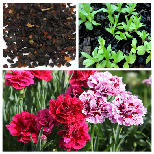 🌸Semillas de Clavel Chabaud (Mix de Colores)