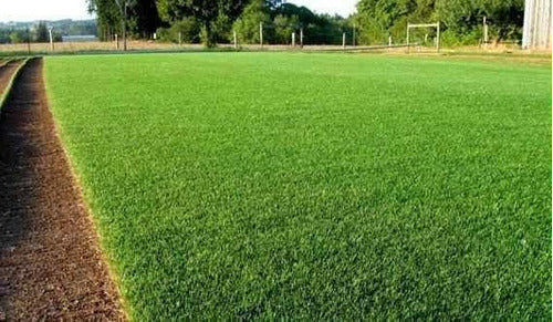 🌱Semillas de Césped Autoreparable - 300 SEMILLAS - Cubre hasta 15 m2 OFERTA 2X1🎁