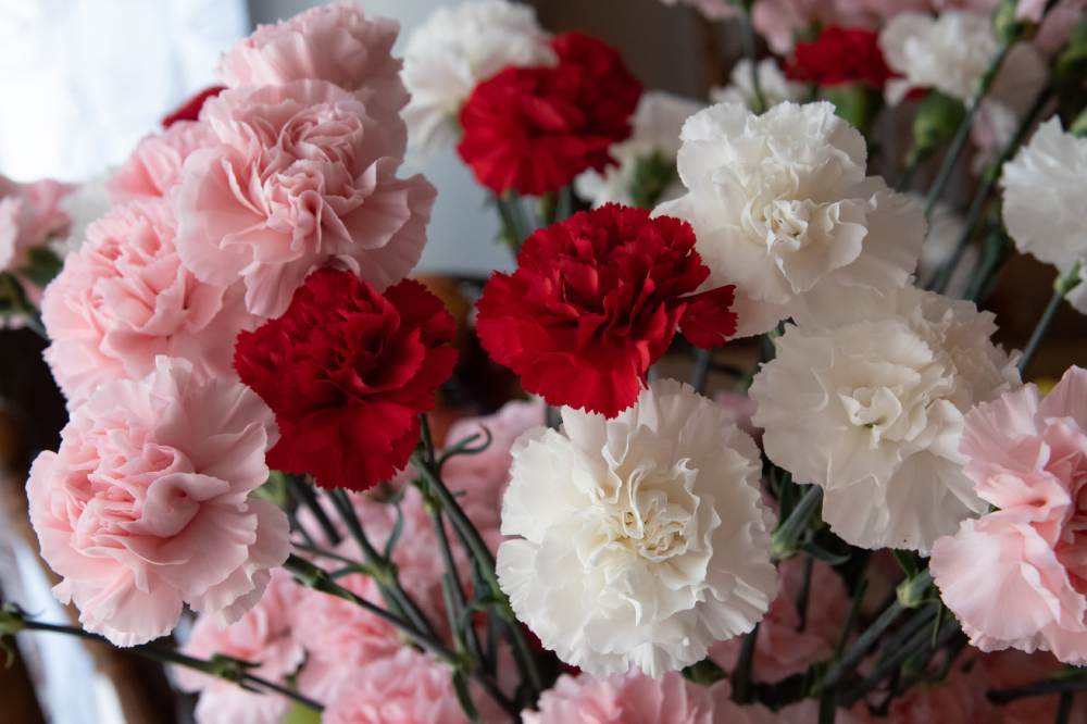 🌸Semillas de Clavel Chabaud (Mix de Colores)