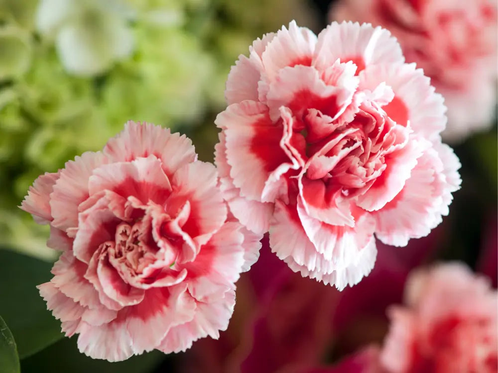 🌸Semillas de Clavel Chabaud (Mix de Colores)